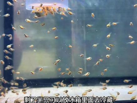 鹦鹉鱼鱼苗为什么会噶?#鹦鹉鱼繁殖 #迷你鹦鹉鱼 #迷你鹦鹉鱼繁殖 #养鱼心得