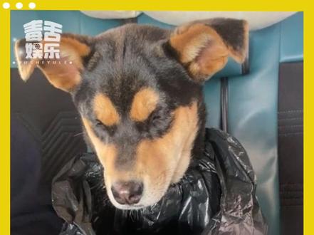 果然不管什么物种坐上车都会变憔悴 #搞笑 #毛孩子 #娱乐评论大赏