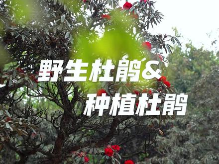 今天去到曲靖的马雄山,这里是著名的马缨杜鹃的天堂,但因为干旱缺水,今年的开花情况不容乐观。但是我们种植园人工培育的杜鹃受自然的影响会少很多,依然开得很漂亮~#映山红 #杜鹃花 #高山杜鹃 #哪里买杜鹃