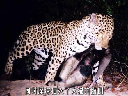 这是一个战斗力被严重低估的动物,连美洲豹看到它竖起爪子,也会选择掉头走人#大食蚁兽 #食蚁兽 #动物科普