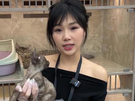 评论区随机鉴定,猫咪你敢发,我就敢鉴定#鉴定猫咪 #看猫