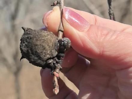 分享一下桃枭去皮清理的好方法#桃枭 #玄学 #国学文化 #桃核