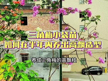 三角梅小袋苗如何在半年内养出高飘造型?#三角梅养护#三角梅造型#养花小知识#三角梅高飘造型