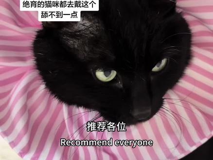 非常好用!低配版就是塑料袋套一圈!但是这个布真的好用还便宜!#猫绝育 #宠物冷知识 #伊丽莎白圈猫