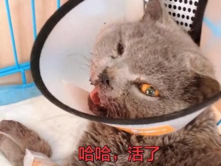 #受伤的猫咪 #真实救助 这视频是蓝胖整个的救治过程,我是3月20号发现它的,当时做完嘴巴手术在医院住了十来天,出院后我带回家照顾它,我家原宿主咪当时特别不愿意接受它,很长一段时间处于应激抑郁状态,而且连续两天不吃不喝,我好一个担心,后来慢慢和谐一点了,不过它俩也会半夜打架,过了一个半月后蓝胖右眼的问题越来越严重,用药根本治不住,没办法昨天下午狠狠心给它做了眼球摘除手术,目前蓝胖还在住院。