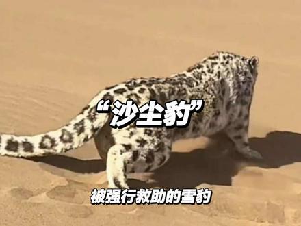 新疆“沙尘豹”究竟是被人类救助还是被强行“掳”走了?#硬核科普 #野生动物 #雪豹