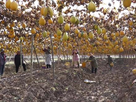 瓜蒌熟了先收瓜子 吊瓜,吊着长的瓜蒌,果然很迪奥。
返乡创业的吴辉种的瓜蒌浑身是宝、药食两用。瓜蒌籽、瓜皮都是药材,瓜根是天花粉。今年第一次种,产量也还行,明年是可以好好期待一下的。
更让乡亲们开心的是瓜蒌产业将在村里持续壮大。村里将逐步推动小面积庭院种植,利用农户房前屋后小菜地发展庭院经济,引导农户加入合作社,由合作社提供种苗、技术并包回收,让村民发展种植毫无后顾之忧。
#瓜蒌 #瓜蒌籽 #吊瓜子 #吊瓜 #仙桃