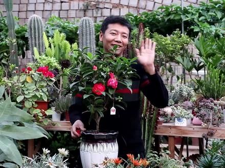 茶花中的“战斗机”重瓣四季茶花,花开不间断,这几个技巧要牢记