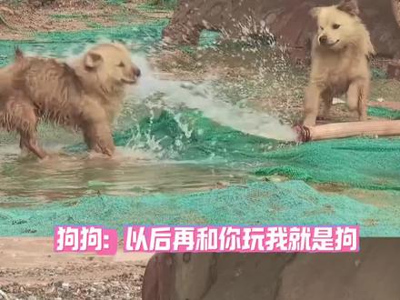 狗狗 以后我再跟你玩我就是狗 #狗狗#可爱#小狗 灵感来源:@萤火巷