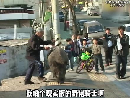 骑着野猪上街,你大爷不愧是你大爷#离谱 #万万没想到