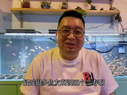 兰寿几选小苗都是什么意思?给大家聊一聊。#水族 #观赏鱼 #兰寿鱼苗 #兰寿金鱼 #萌宠