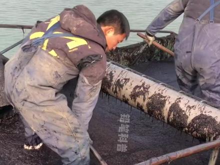 你直到紫菜是怎样收获加工的吗 #水产养殖 #科普一下