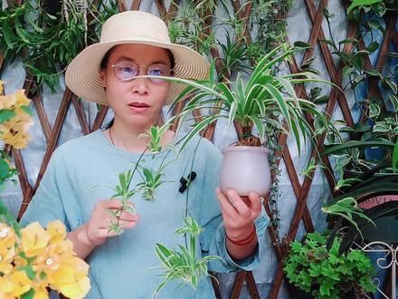 为什么很多人喜欢养“提根”吊兰?因为有5个好处,养过才知道 #花卉绿植 #盆栽 #养花 #盆栽绿植