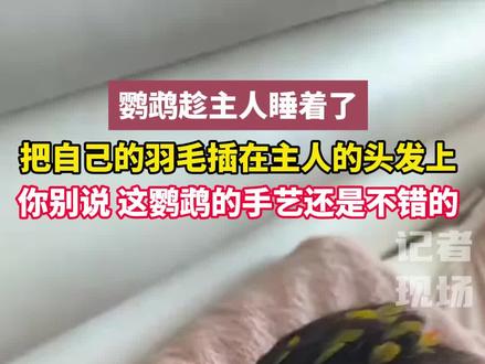 鹦鹉趁主人睡着了,把自己的羽毛插在主人的头发上#搞笑 #鹦鹉 #小鸟