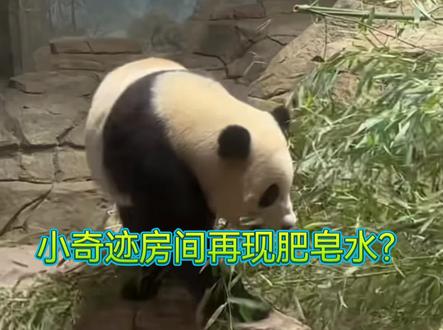 小奇迹房间又现肥皂水?昨天有人在监控直播间看到肥皂水了,看看到底是什么?!希望越来越好,我们毛孩子能吃饱睡好!#大熊猫小奇迹 #旅美大熊猫美香一家#美香一家 #大熊猫#熊猫小奇迹 @DOU+小助手 #芝华仕品质升舱日 #父亲节把爱带回家#舌尖上的旧庄耗油