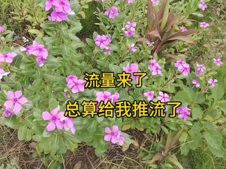 流量来了,总算推流了,你们的作品被推流了吗 #经验分享技巧 #流量助推是啥