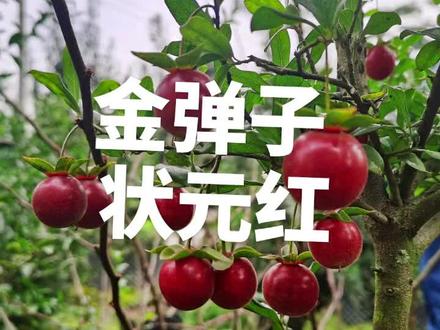 #金弹子 状元红嫁接苗#金弹子盆景