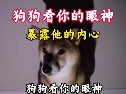 狗狗看你的眼神暴露了他的内心 #狗 #狗狗#养狗经验分享 #新手养狗 #养狗人