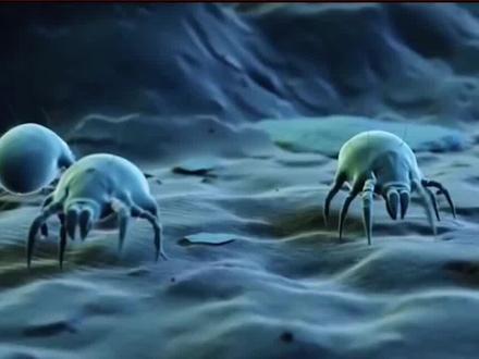 五万种螨虫侵袭你的健康!你了解几种?世界上已发现的#螨虫