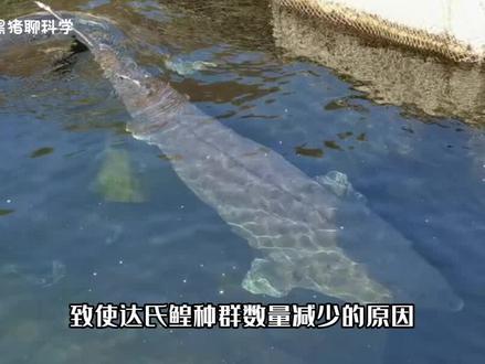 第3集|中国最大淡水鱼有多大?黑龙江捕获的“鱼王”,重达1000公斤! #鱼 #鲟鱼 #达氏鳇 #知识