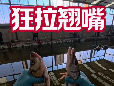 狂拉巨物翘嘴鱼狗鱼倍爽,真不知道下一尾是什么鱼 #钓鱼 #钓鱼人 #黑坑爆护 #钓鱼的乐趣只有钓鱼人懂#金丝鲫鱼饵