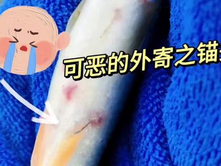 金鱼外寄之锚头蚤你还不会处理?看看我怎么搞定讨厌的它们!#百褶泰狮 #泰狮兰寿 #泰狮金鱼 ##