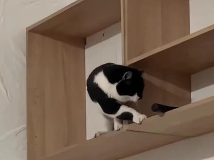 快过年了,“喵星人”都在干嘛? #喵星人 #猫咪 #专治不开心