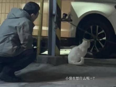 六年,只觉得这世上还有人这样温柔地爱着另一个生命。小猫也很嘴硬,但又一步三回头,是爱、陪伴、和相互依赖#vlog