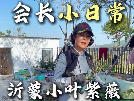 给大家看看,沂蒙小叶紫薇的生命力,有多顽强! #沂蒙小叶紫薇 #小叶紫薇 #紫薇树 #庭院树 #沂蒙小叶紫薇协会