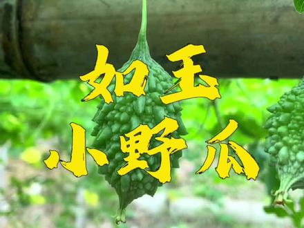 大家知道夏天应季蔬菜苦瓜是个好东西,但是你不知道的是深山隐居着另一种苦瓜,那就是野苦瓜也叫山苦瓜!一起来认识一下这个如玉小野瓜!在这个夏天给餐桌增添一道美味,为生活增添色彩体验一下苦尽甘来的感觉!#乡村守护人 #新农村计划2022 #山货上头条 #来抖音学农技 #苦瓜