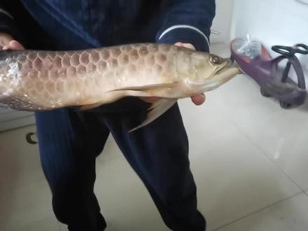 花2000多买的金龙鱼,养了一年还是没能救活,死因不明! #金龙鱼 #养鱼日记 #龙鱼 #猛鱼 #死鱼