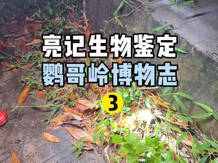 海南热带雨林第三集:在夜晚的雨林,找到了目标物种。#抖音自然 #在抖音学习