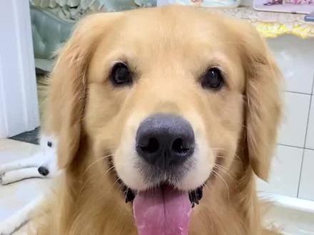 狗狗装瘸,是生病还是戏精上身?? #狗 #戏精主人与宠物 #养宠进阶指南