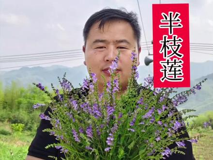 深山半枝莲#本草 #半枝莲 #半枝莲白花蛇舌草 #药材