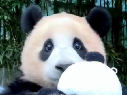 今天旅日大熊猫“香香”回中国,但韩国人却坐不住了!(上) #大熊猫香香要回国啦 #大熊猫香香回国 #香香