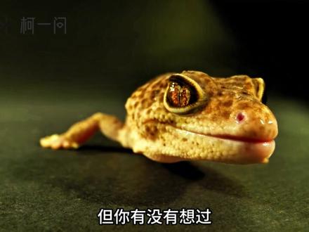 动物眼中的世界是什么样的? #科普#眼睛 #动物