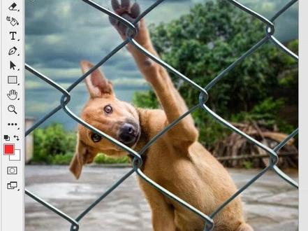 #ps 想要去掉图片中的栅栏,你需要用到这个方法 #设计 #p图 #ps教程 #创作灵感