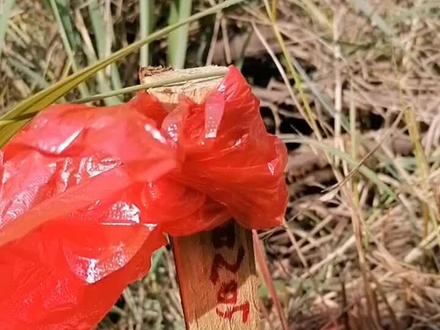 当枝松项目当阳段在半月镇先锋村打下第一桩#测绘定位测量评估有序推进#沿红光凤凰山罗店龙台宇宙一路向北#全国文明村镇半月镇