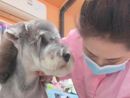 #宠物店 #雪纳瑞 #哈尔滨 巨型标体雪纳瑞 他来了