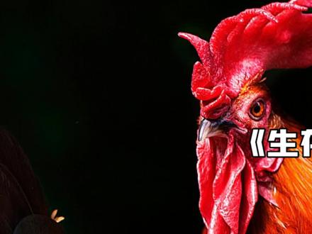 (中) 一只没有了头部的鸡竟奇迹般地存活了18个月#科普 #无头鸡