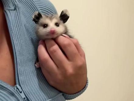 负鼠宝宝这个萌 #动物科普 #负鼠