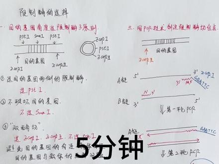 5分钟彻底搞懂限制酶的选择 #2026高考 #高中生物 #基因工程 #PCR #限制酶
