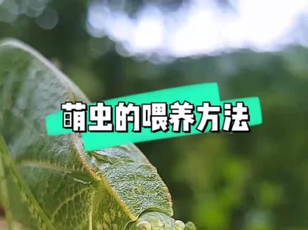 绿叶状的是叶形重螽,树皮状的是卒螽,每一类萌虫食性不同,饲养方法,仅供参考 #抖音动物图鉴 #昆虫 #萌宠