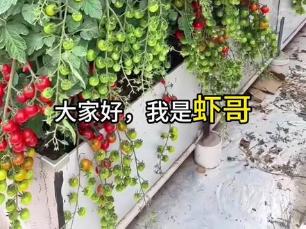 高产小番茄苗期养护!保姆级教程 小番茄想高产,其实关键就在苗期!从选品种、买苗、配土,到打侧枝、施肥,全流程实操分享,新手也能轻松种出爆盆小番茄🍅
#阳台种菜 #小番茄种植 #种植技巧 #新手种菜 #家庭园艺