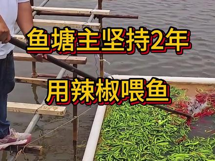 鱼塘主坚持2年用辣椒喂鱼,湖南长沙 #辣椒喂鱼 #湖南长沙 #鱼塘 #钓鱼 #养鱼