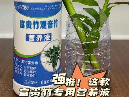 #富贵竹 叶子发黄枝干发软枯萎的问题怎么解决?赶紧来补救下吧#富贵竹怎么养 #富贵竹黄叶 #富贵竹土培 #富贵竹扦插