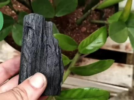 用木炭制作天然的肥料,金钱树叶片绿油油,非常健康