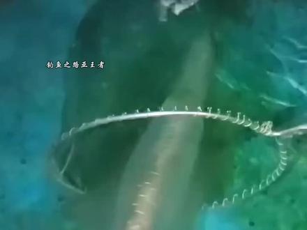 #钓鱼之路亚王者,#抖音小游戏 用鱿鱼做鱼饵 海钓的一天#钓鱼的乐趣只有钓鱼人懂 #钓鱼人就是这么疯狂