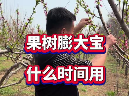 果树膨大宝如何兑水使用 #果树种植 #果树管理 #果树增产