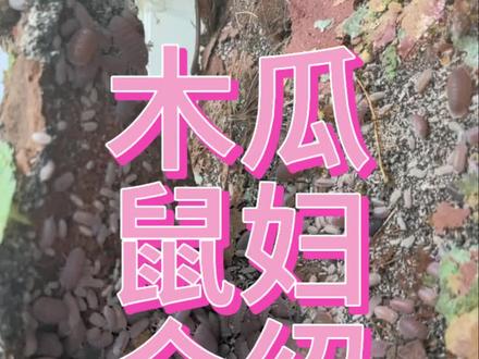 木瓜鼠妇介绍!新手必看!!